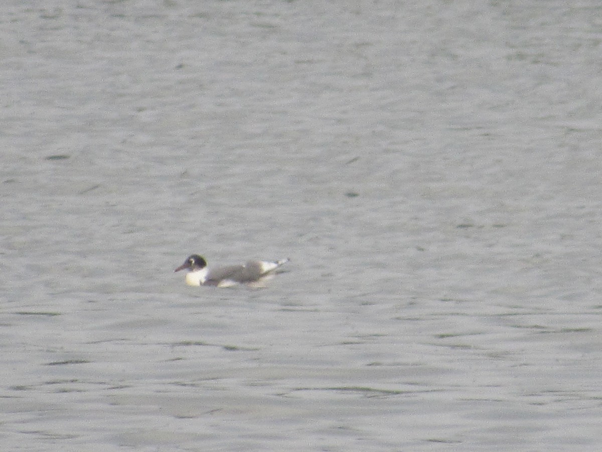 Franklin's Gull - ML627972403