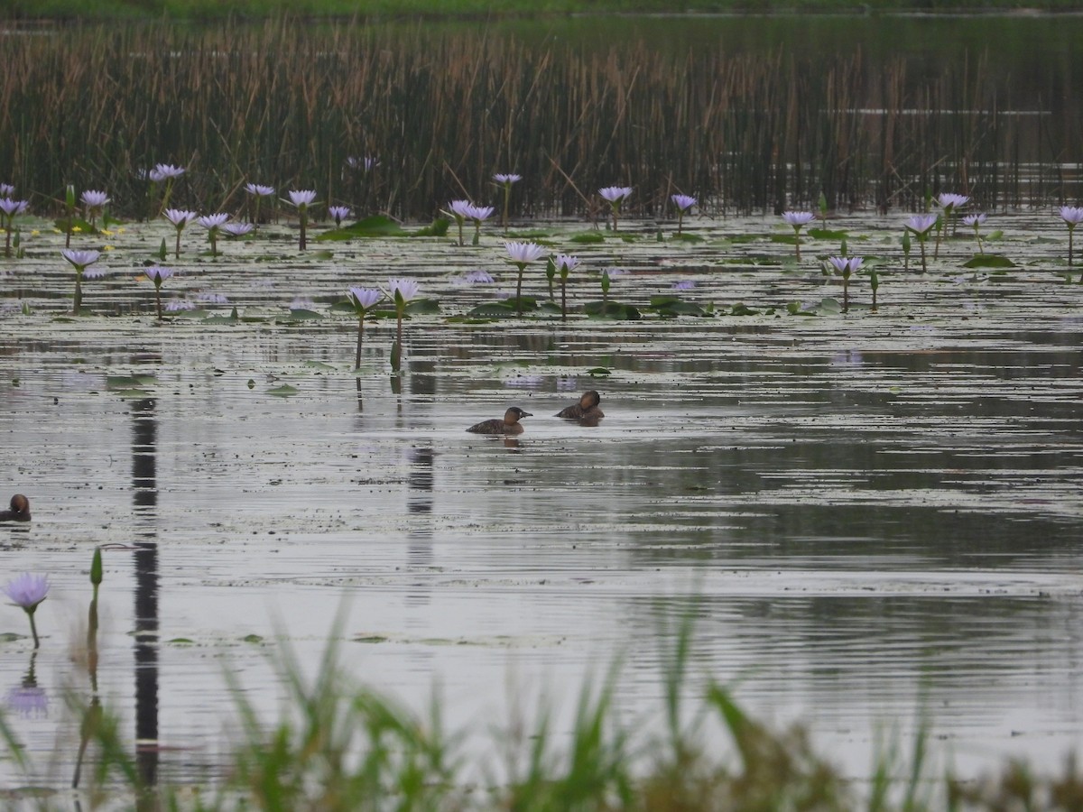 White-backed Duck - ML627972550