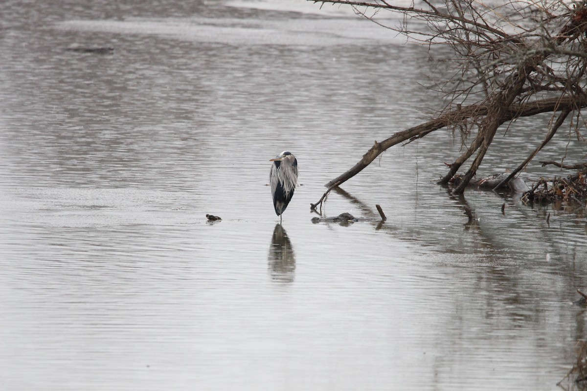 Great Blue Heron - ML627972658