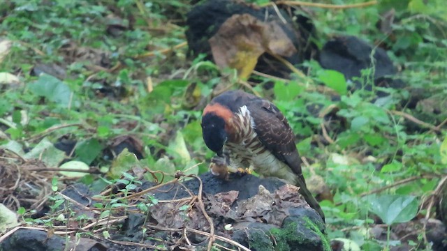 Hook-billed Kite - ML627972840