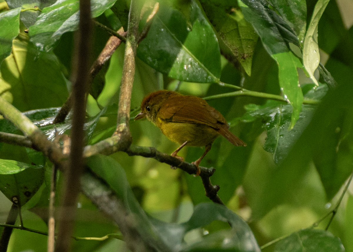 Batará Café - ML627972851