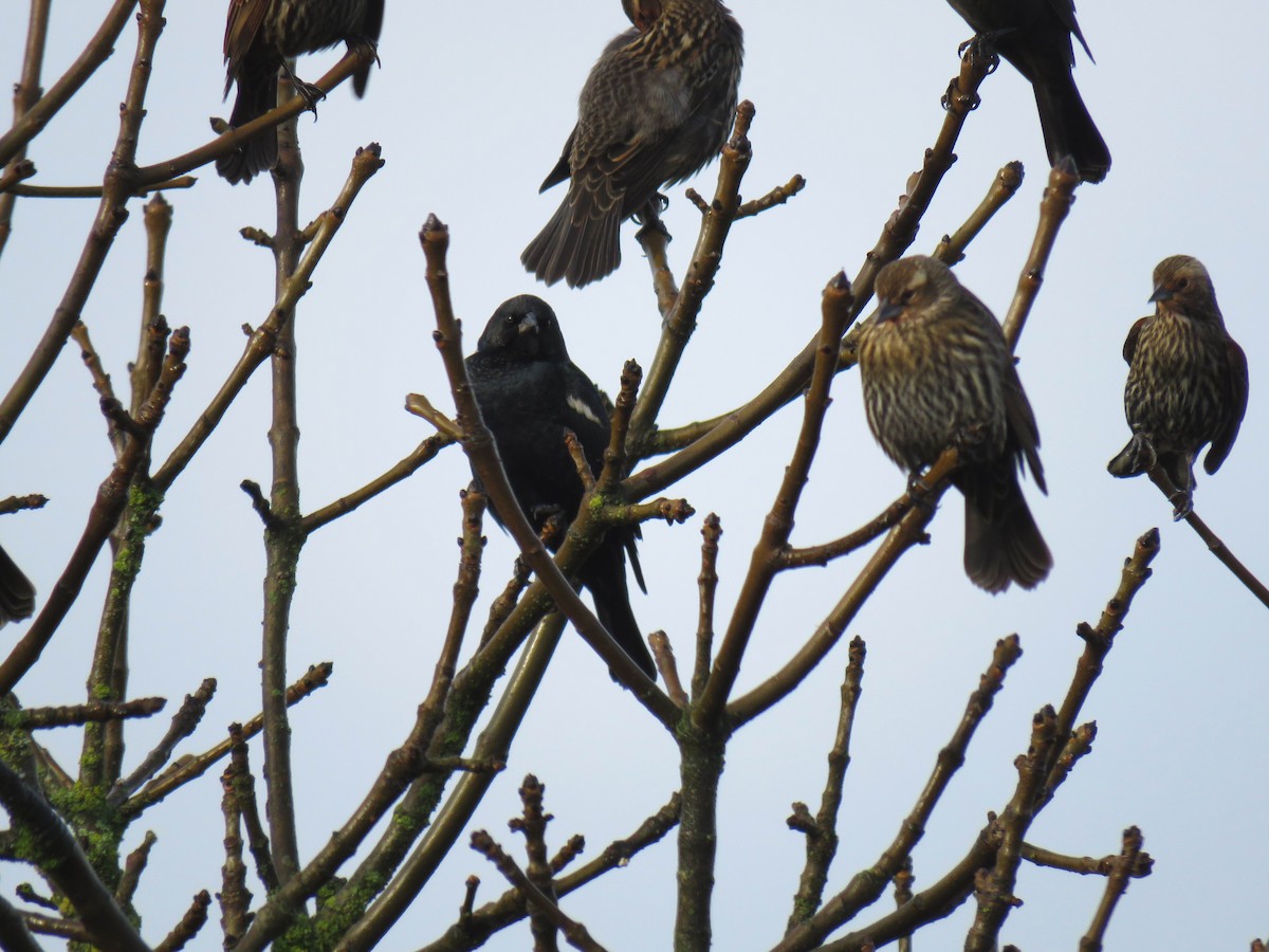 Tricolored Blackbird - ML627972871