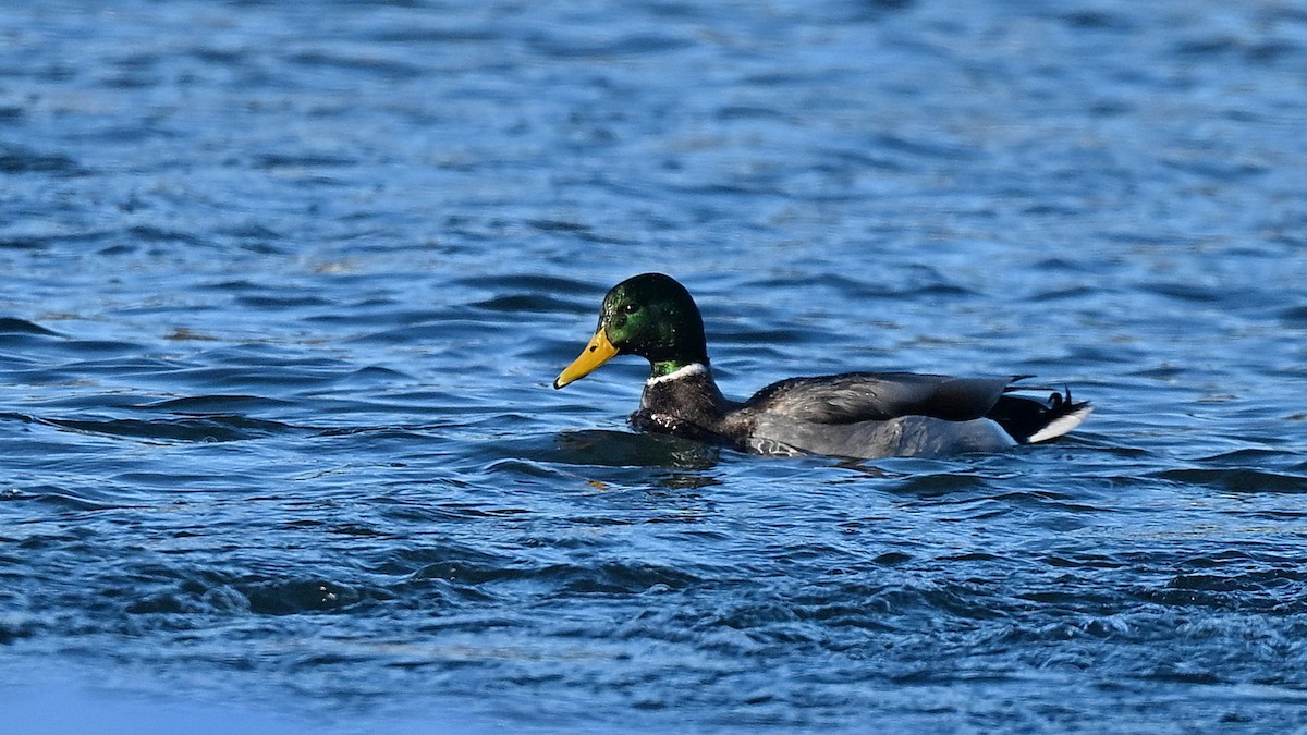 Mallard - ML627972886