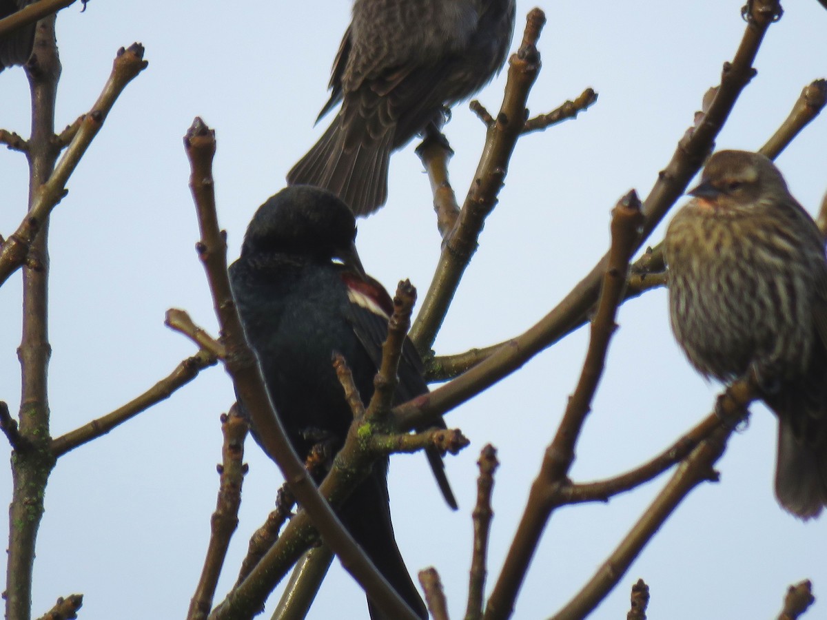 Tricolored Blackbird - ML627972887