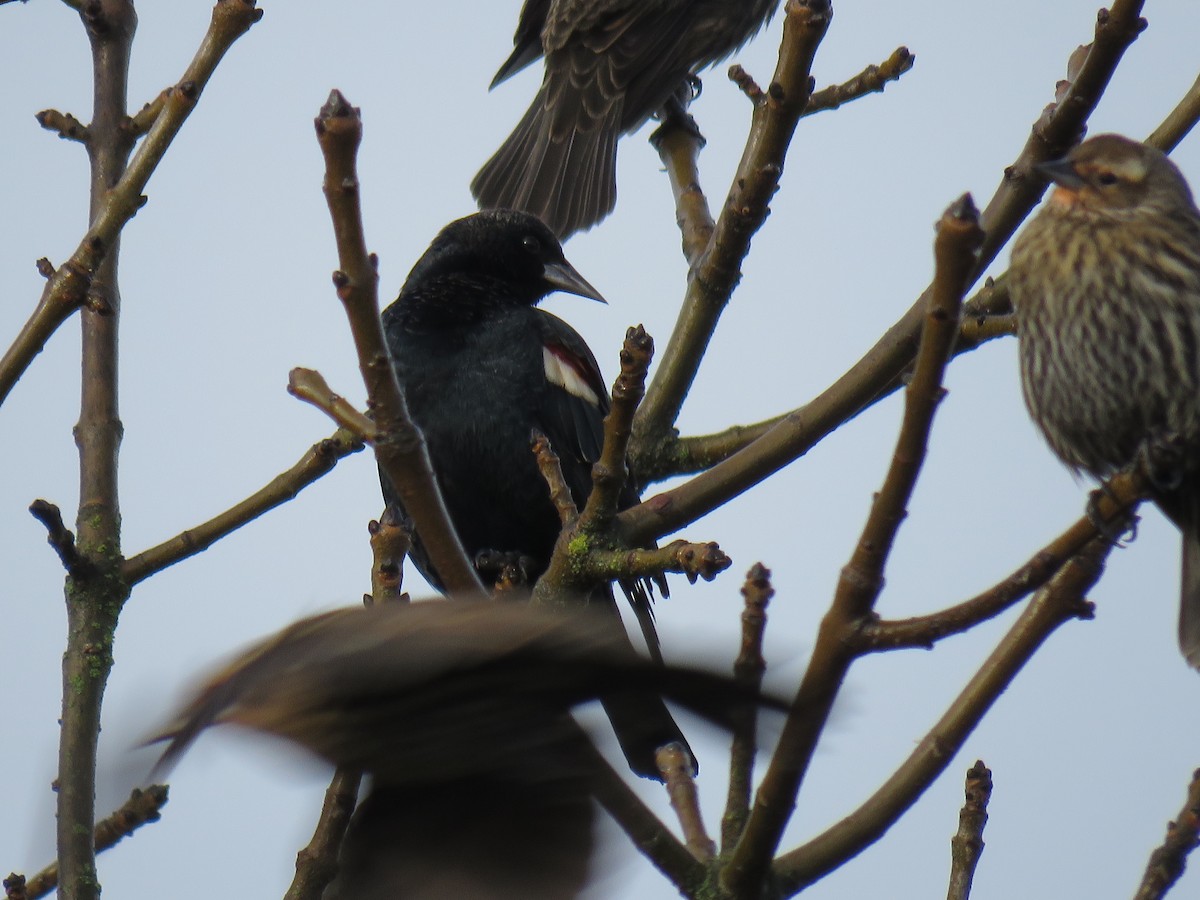 Tricolored Blackbird - ML627972891