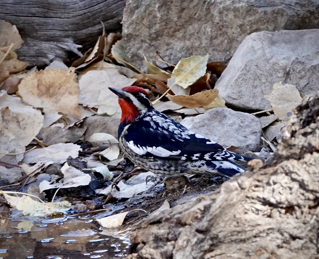 Red-naped Sapsucker - ML627972978