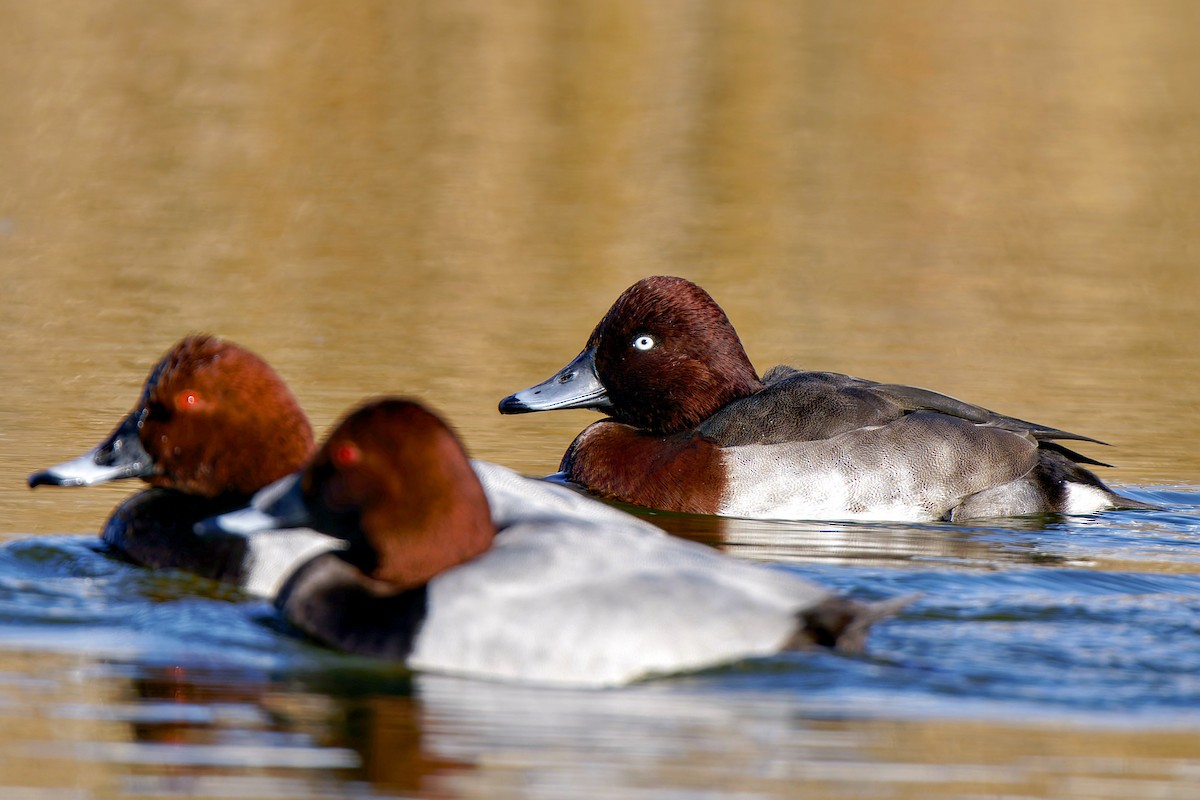 紅頭潛鴨x白眼潛鴨(雜交) - ML627972979