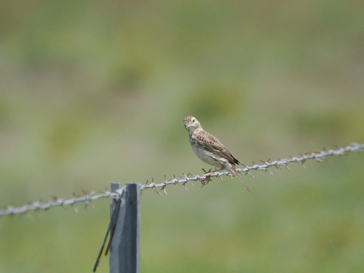 Australian Pipit - ML627973020