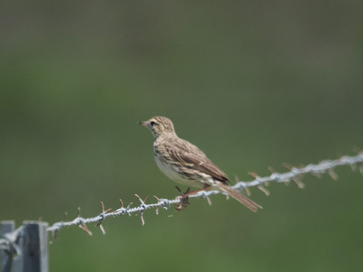 Australian Pipit - ML627973021