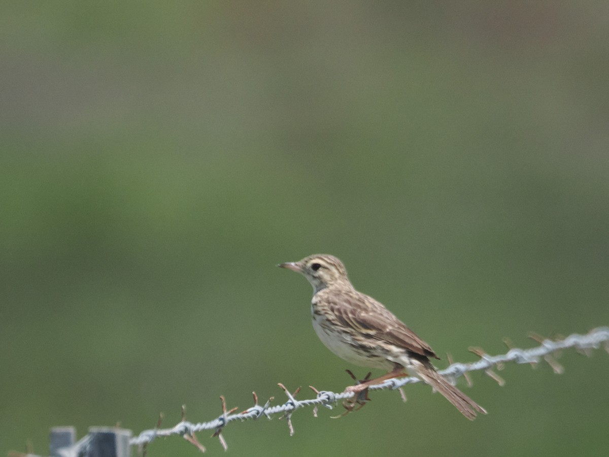 Australian Pipit - ML627973022