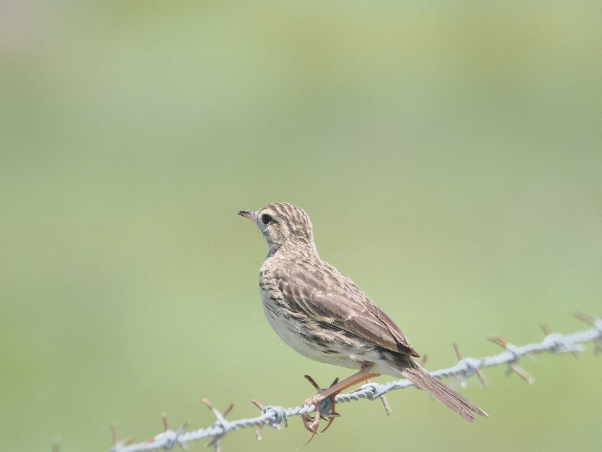 Australian Pipit - ML627973023