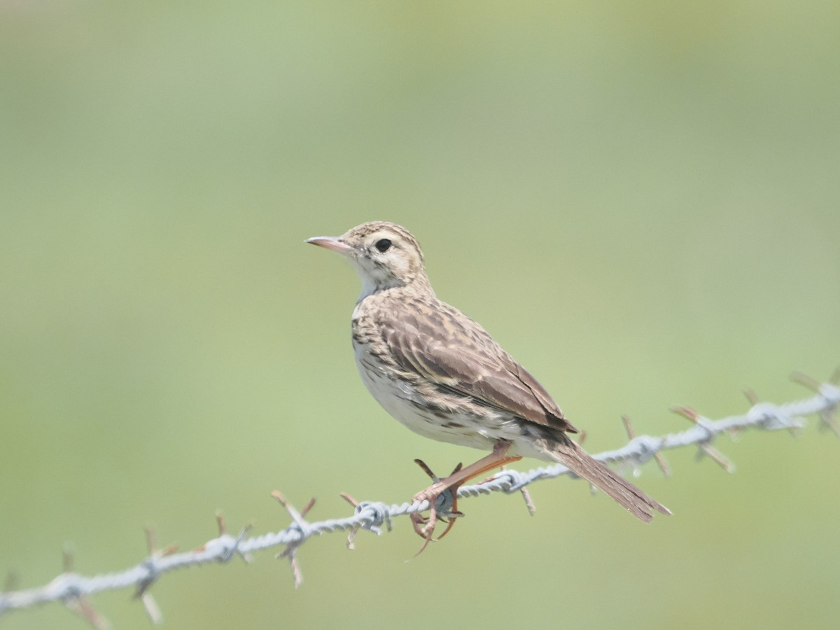 Australian Pipit - ML627973024