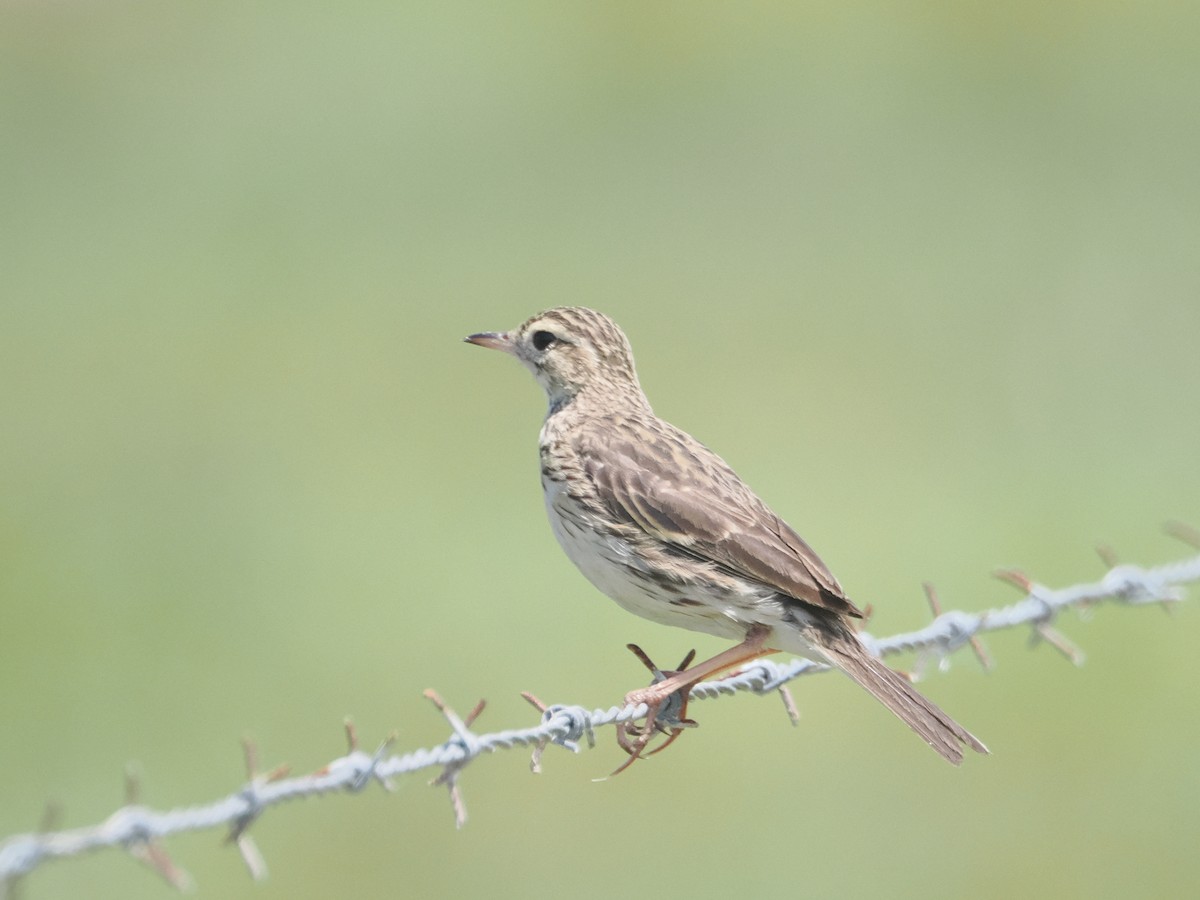 Australian Pipit - ML627973025