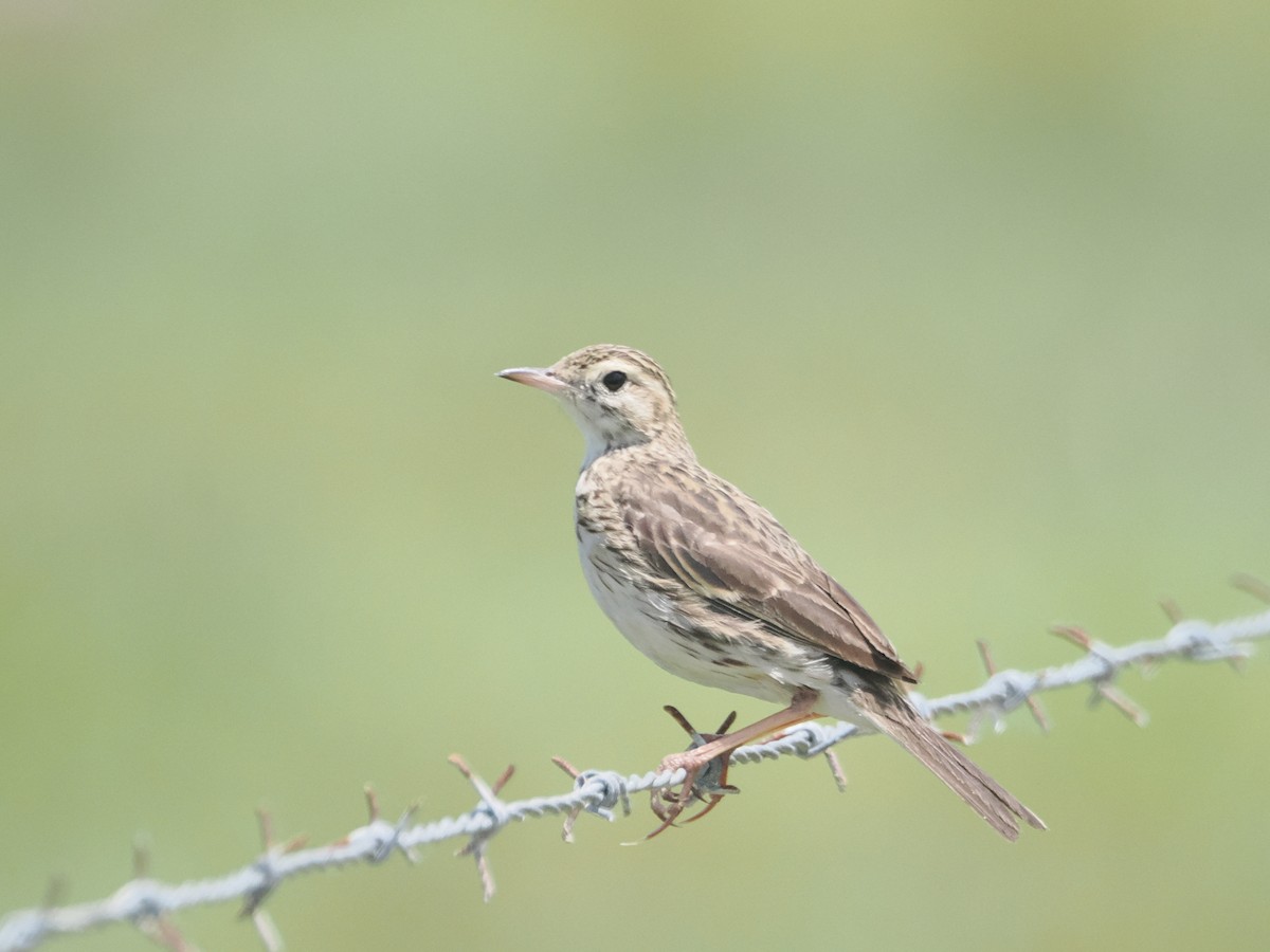 Australian Pipit - ML627973027