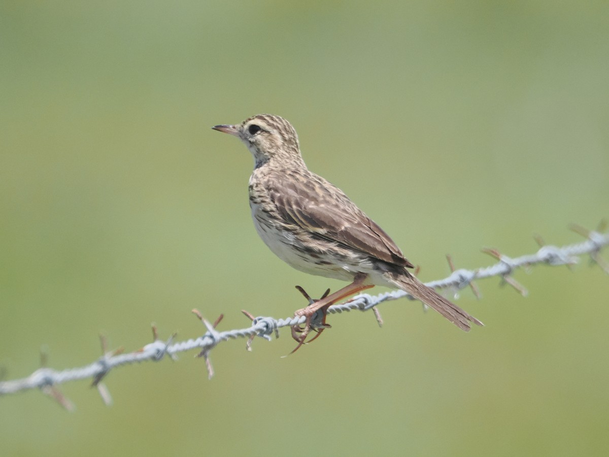 Australian Pipit - ML627973028