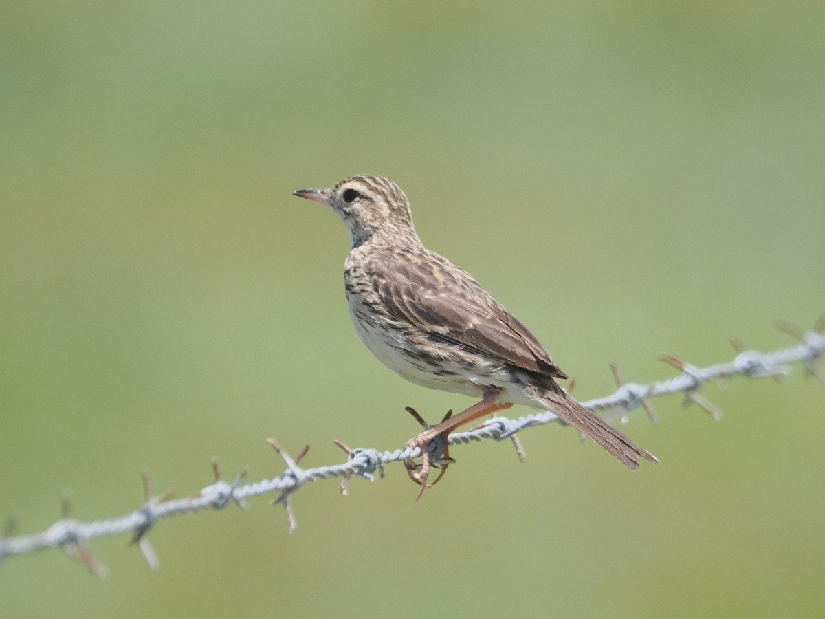 Australian Pipit - ML627973029