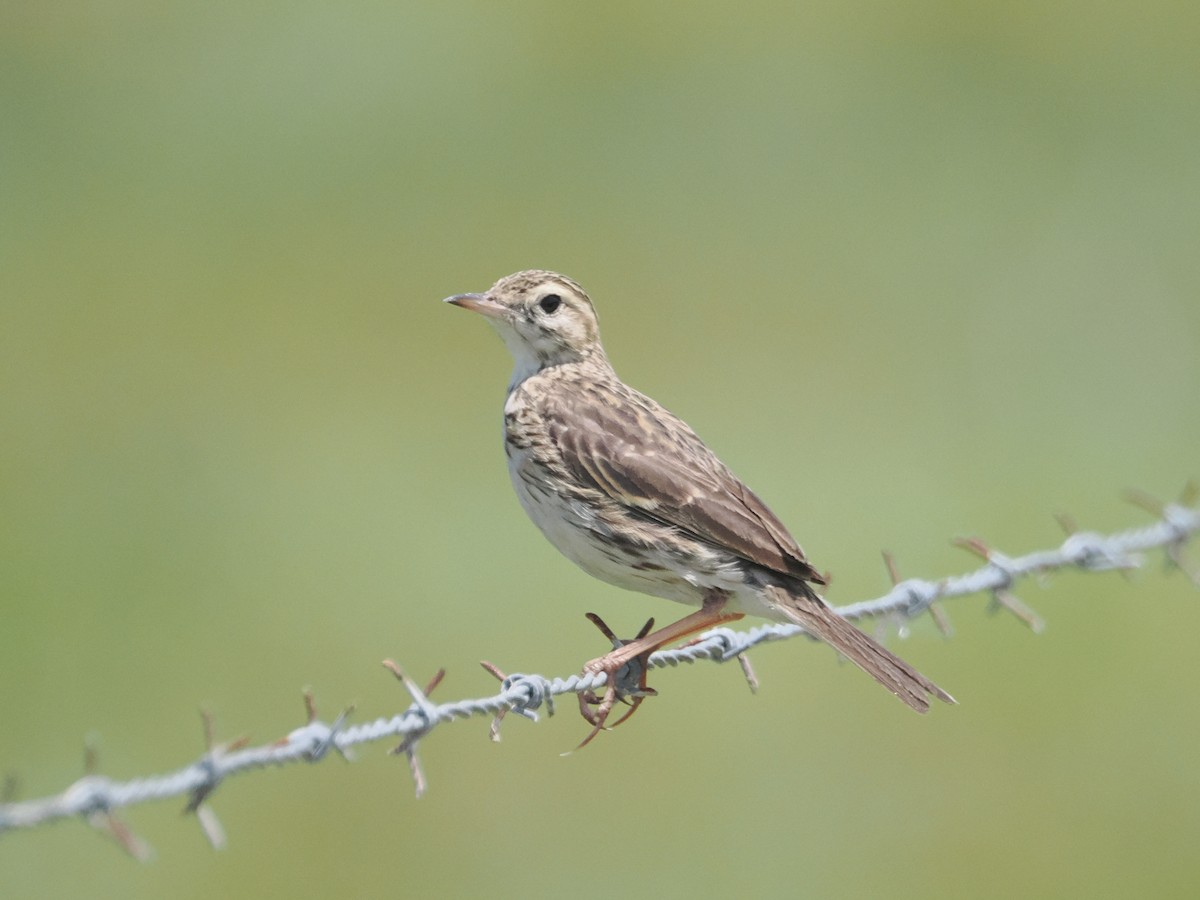 Australian Pipit - ML627973030