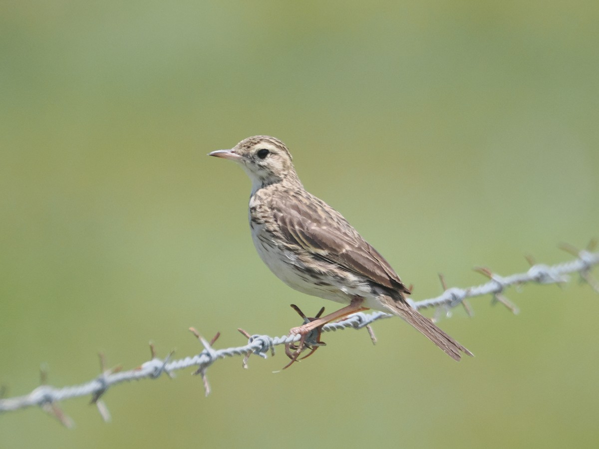 Australian Pipit - ML627973031