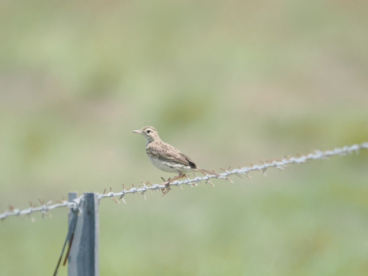 Australian Pipit - ML627973032