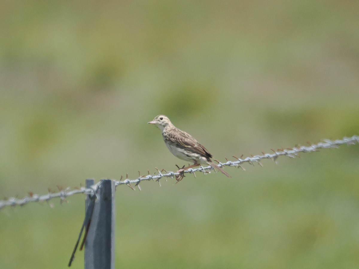 Australian Pipit - ML627973033