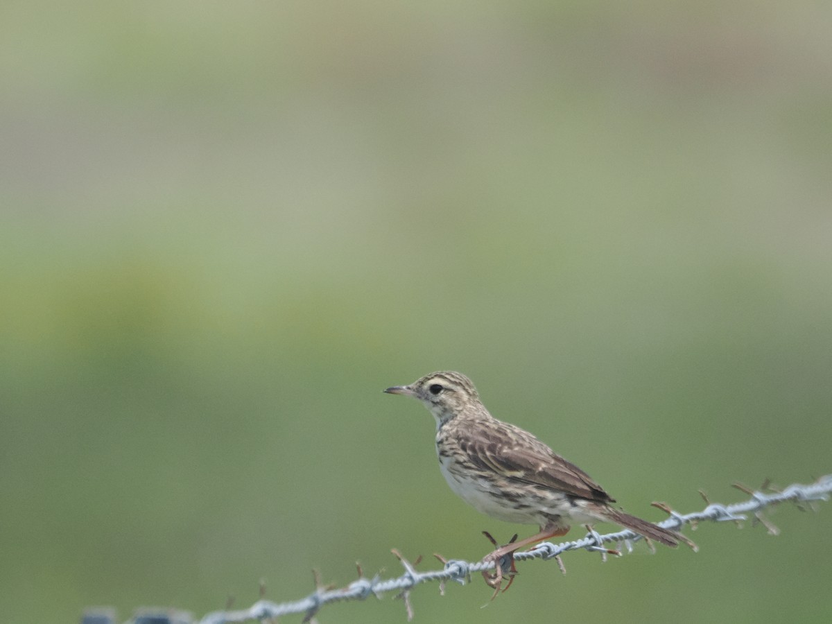 Australian Pipit - ML627973034