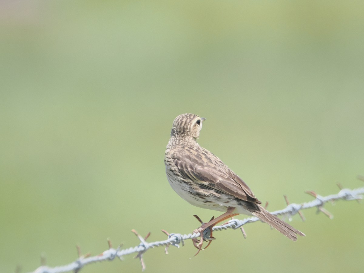 Australian Pipit - ML627973035