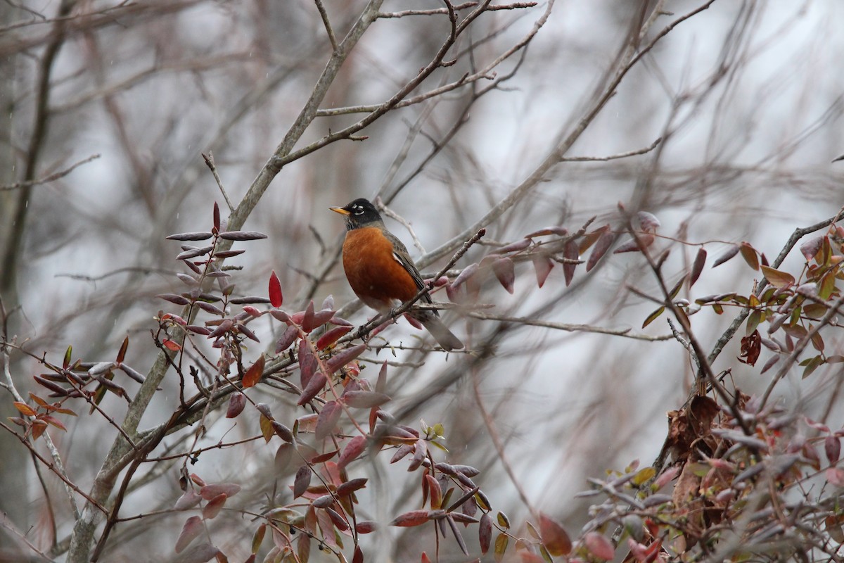 American Robin - ML627973060