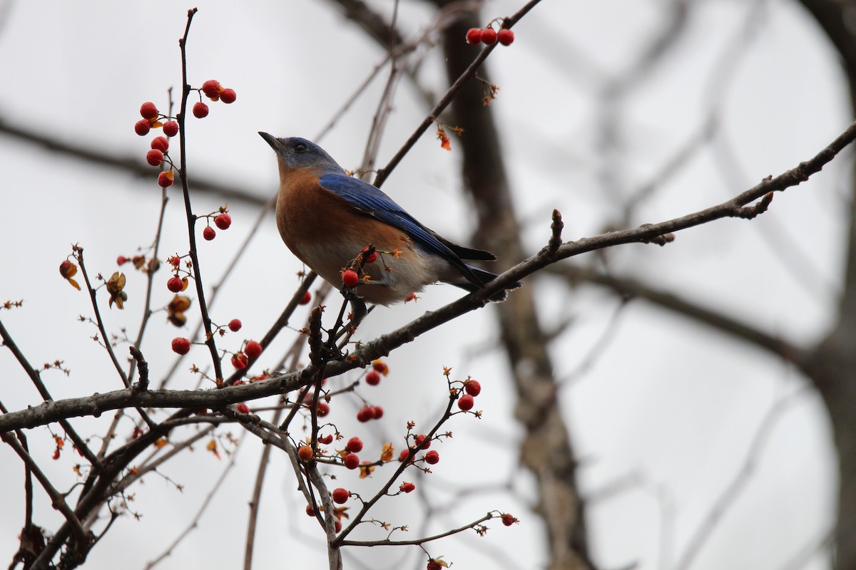 Eastern Bluebird - ML627973098