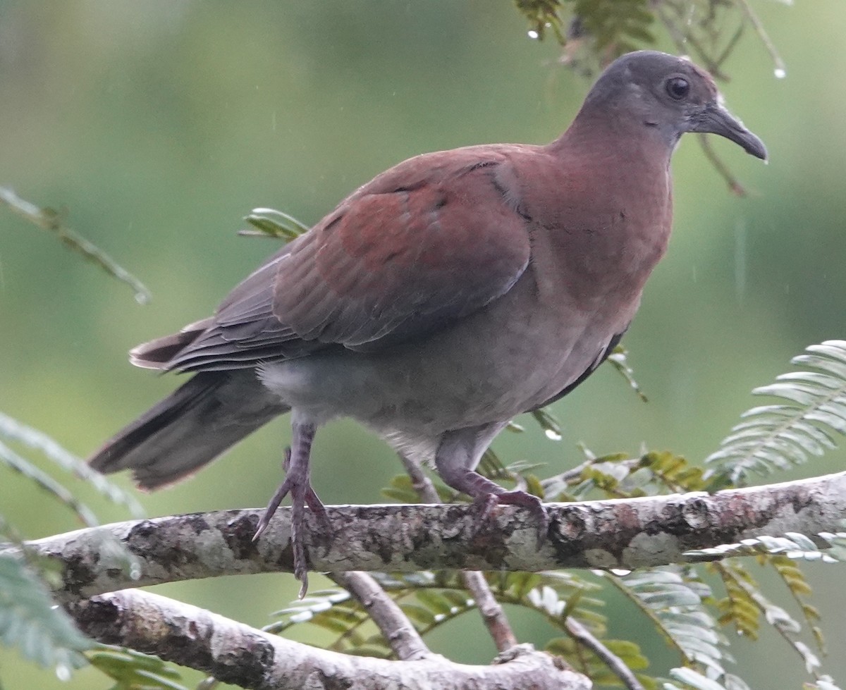 Pale-vented Pigeon - ML627973126