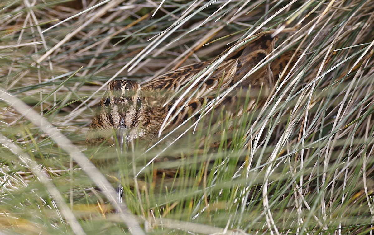 Subantarctic Snipe - ML627973331