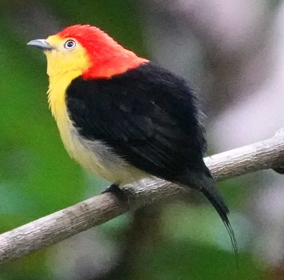 Wire-tailed Manakin - ML627973380