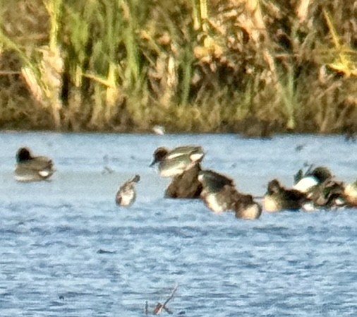 Green-winged Teal (Eurasian) - ML627973411