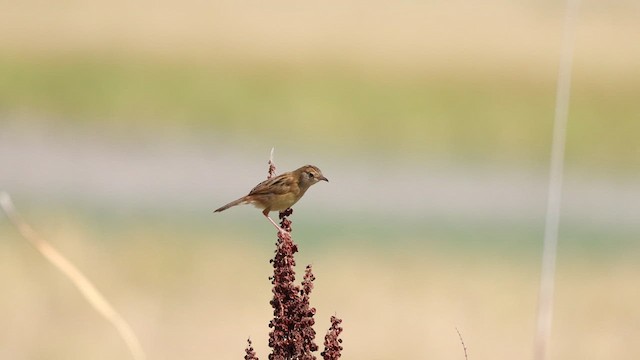Golden-headed Cisticola - ML627973474