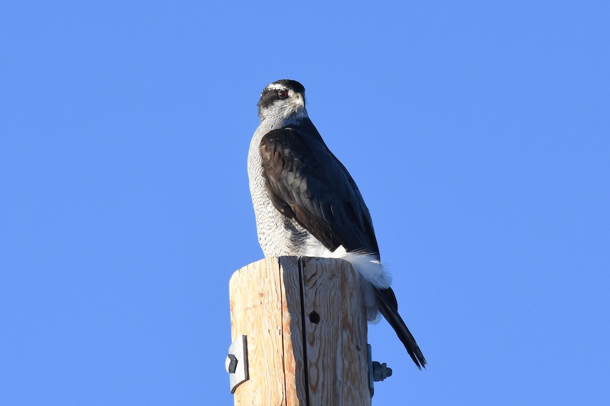 American Goshawk - ML627973521