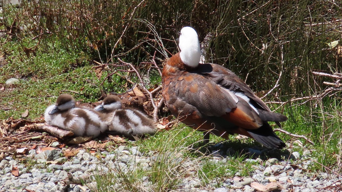 Paradise Shelduck - ML627973530