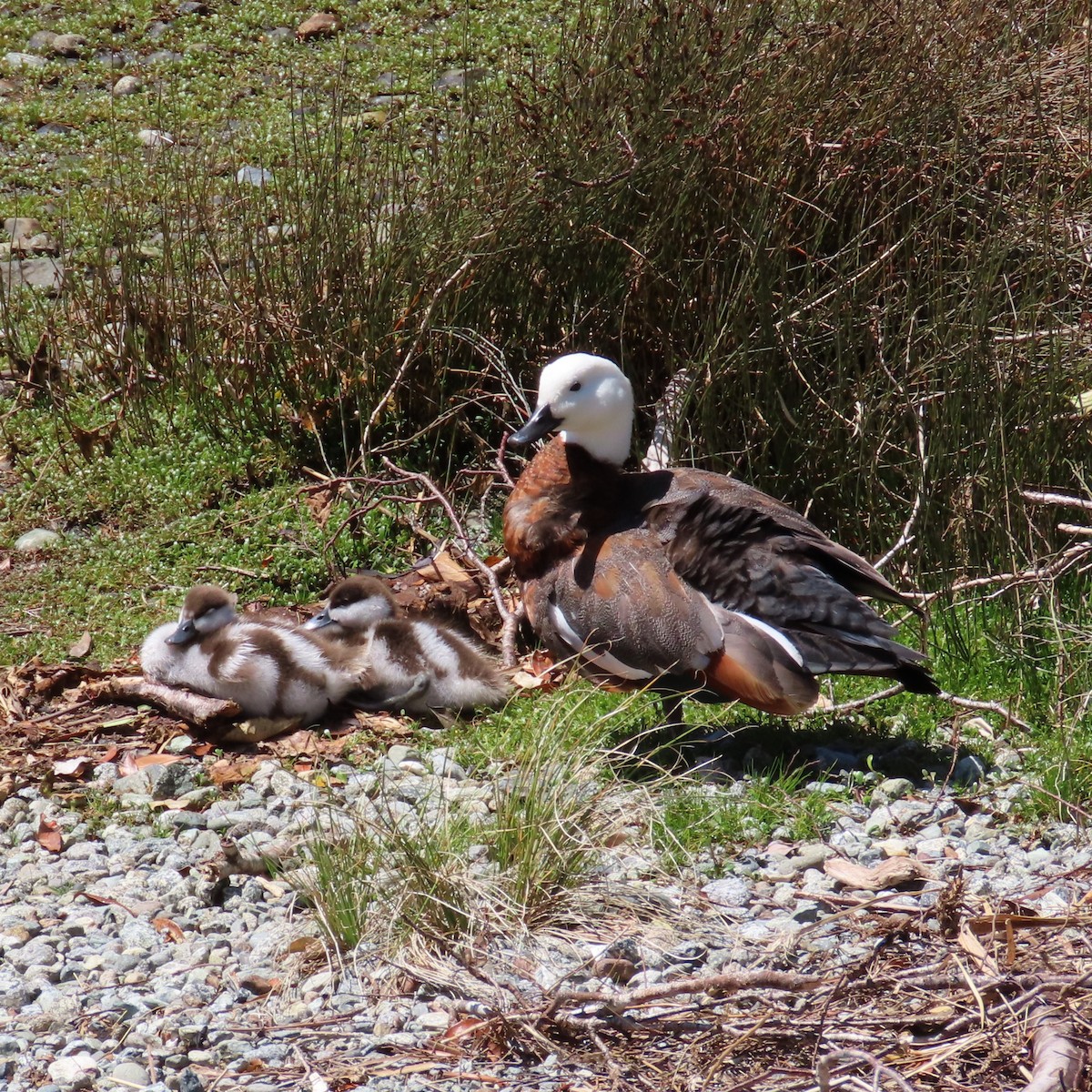 Paradise Shelduck - ML627973532