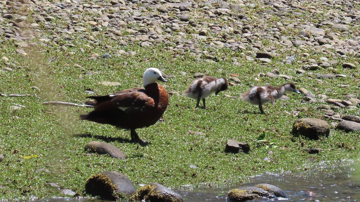 Paradise Shelduck - ML627973536