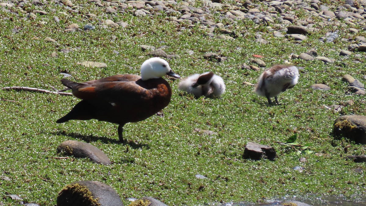 Paradise Shelduck - ML627973537