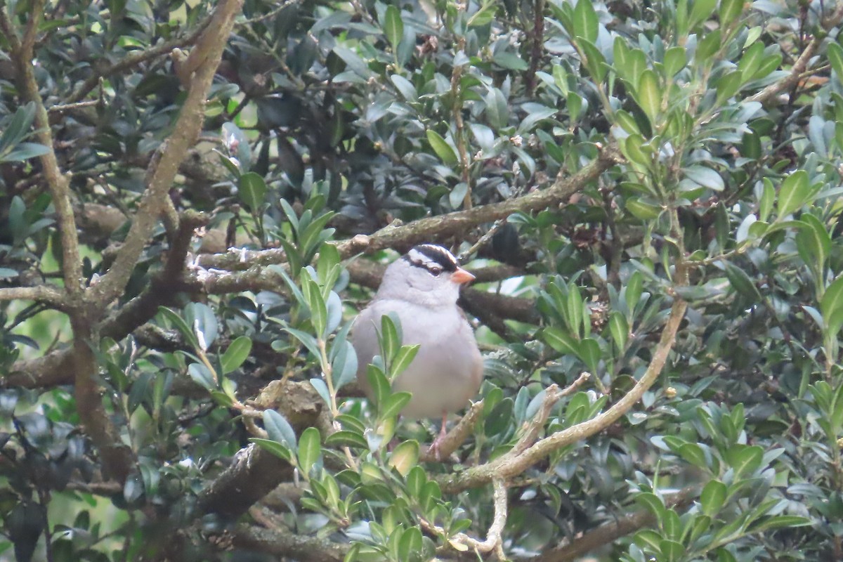 White-crowned Sparrow - ML627973605