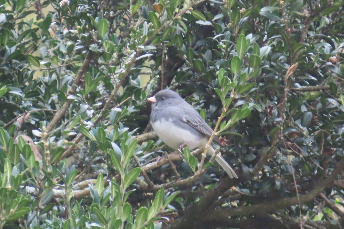 Dark-eyed Junco - ML627973618