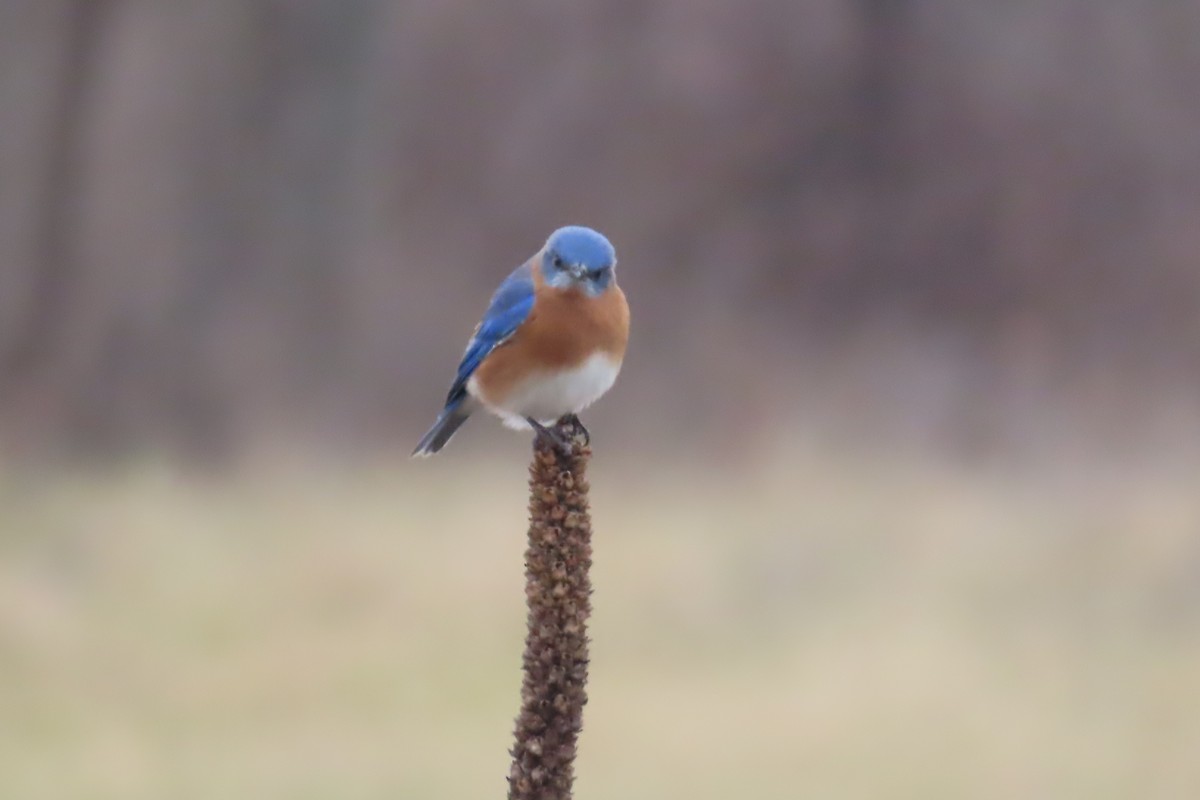 Eastern Bluebird - ML627973632