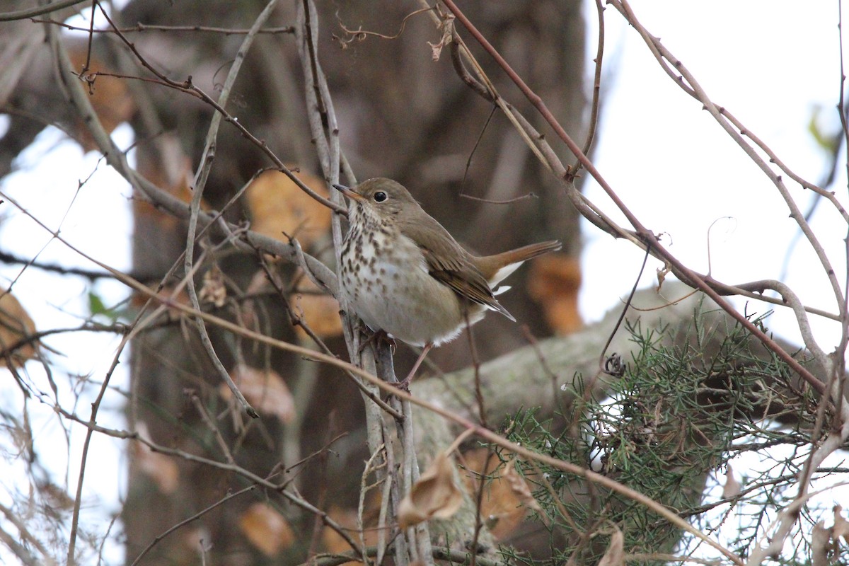 Hermit Thrush - ML627973659