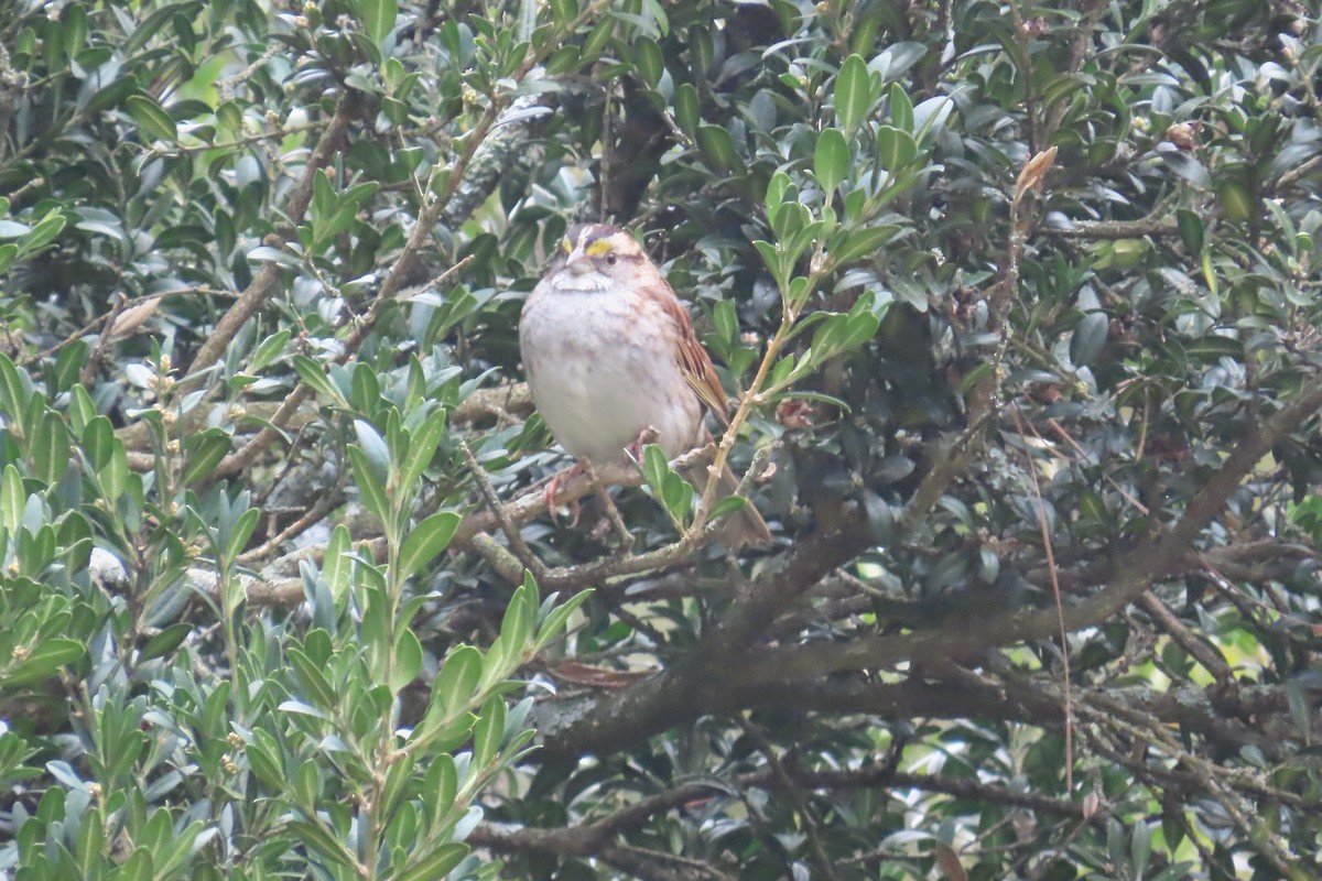 White-throated Sparrow - ML627973668