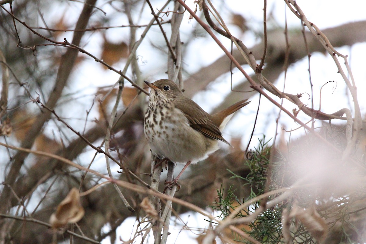 Hermit Thrush - ML627973670