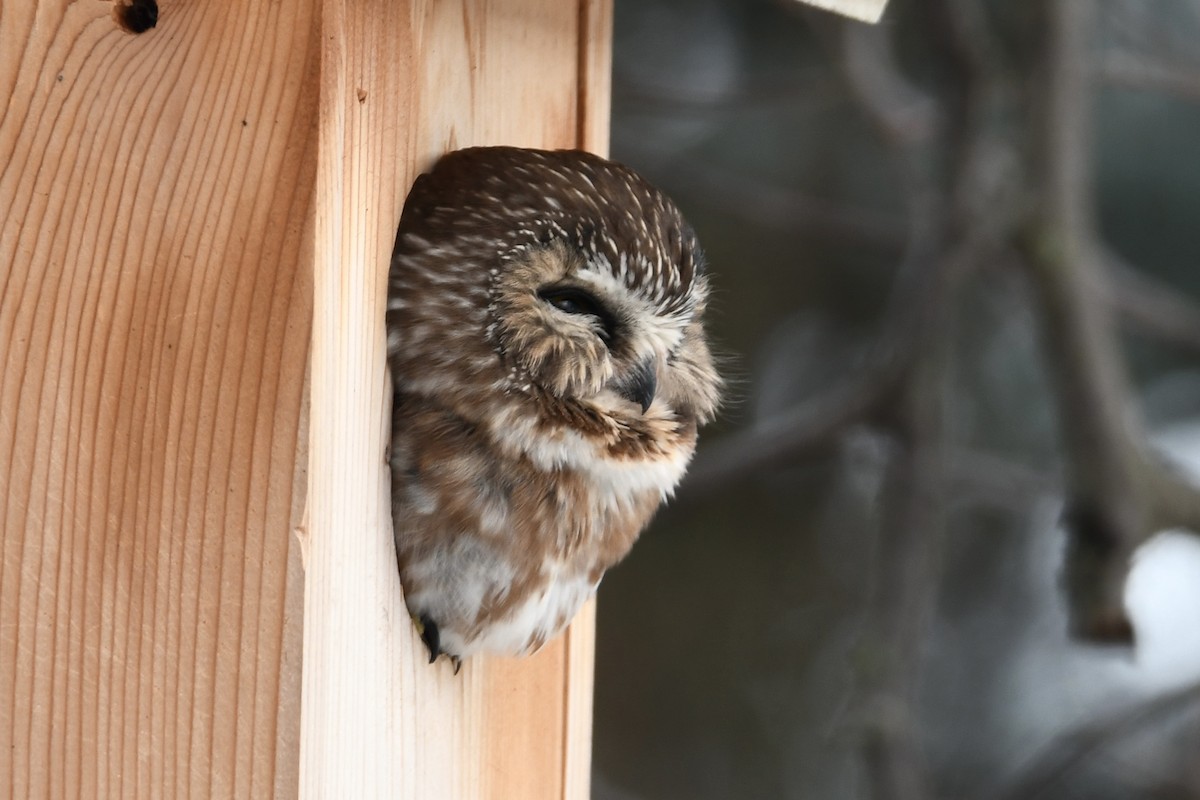 Northern Saw-whet Owl - ML627973674