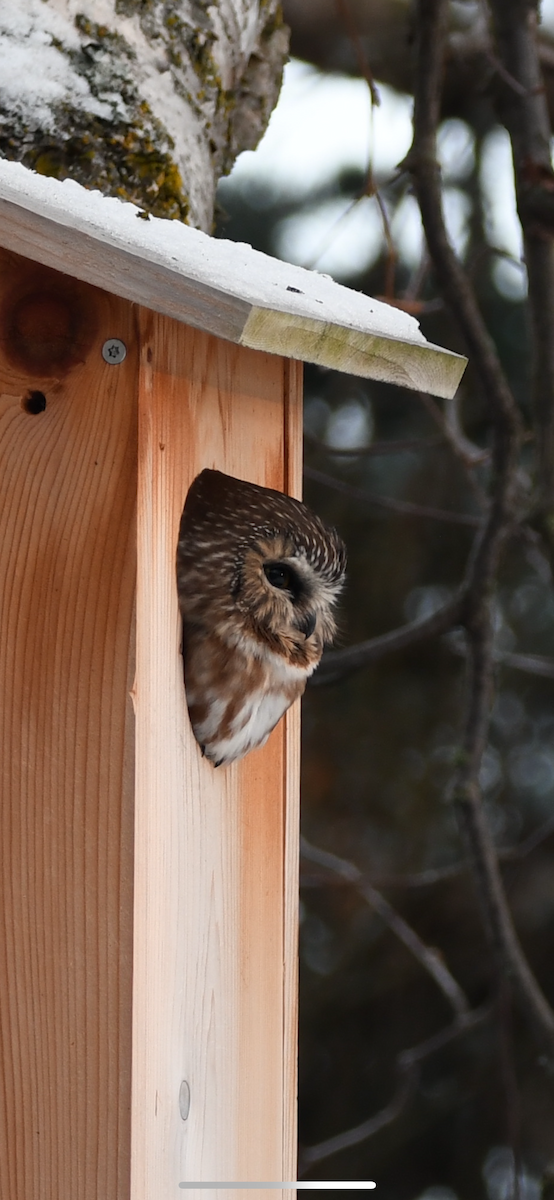 Northern Saw-whet Owl - ML627973675