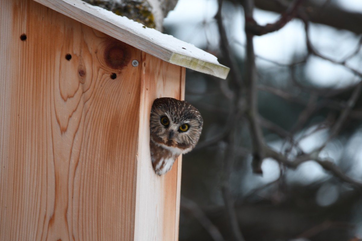 Northern Saw-whet Owl - ML627973676