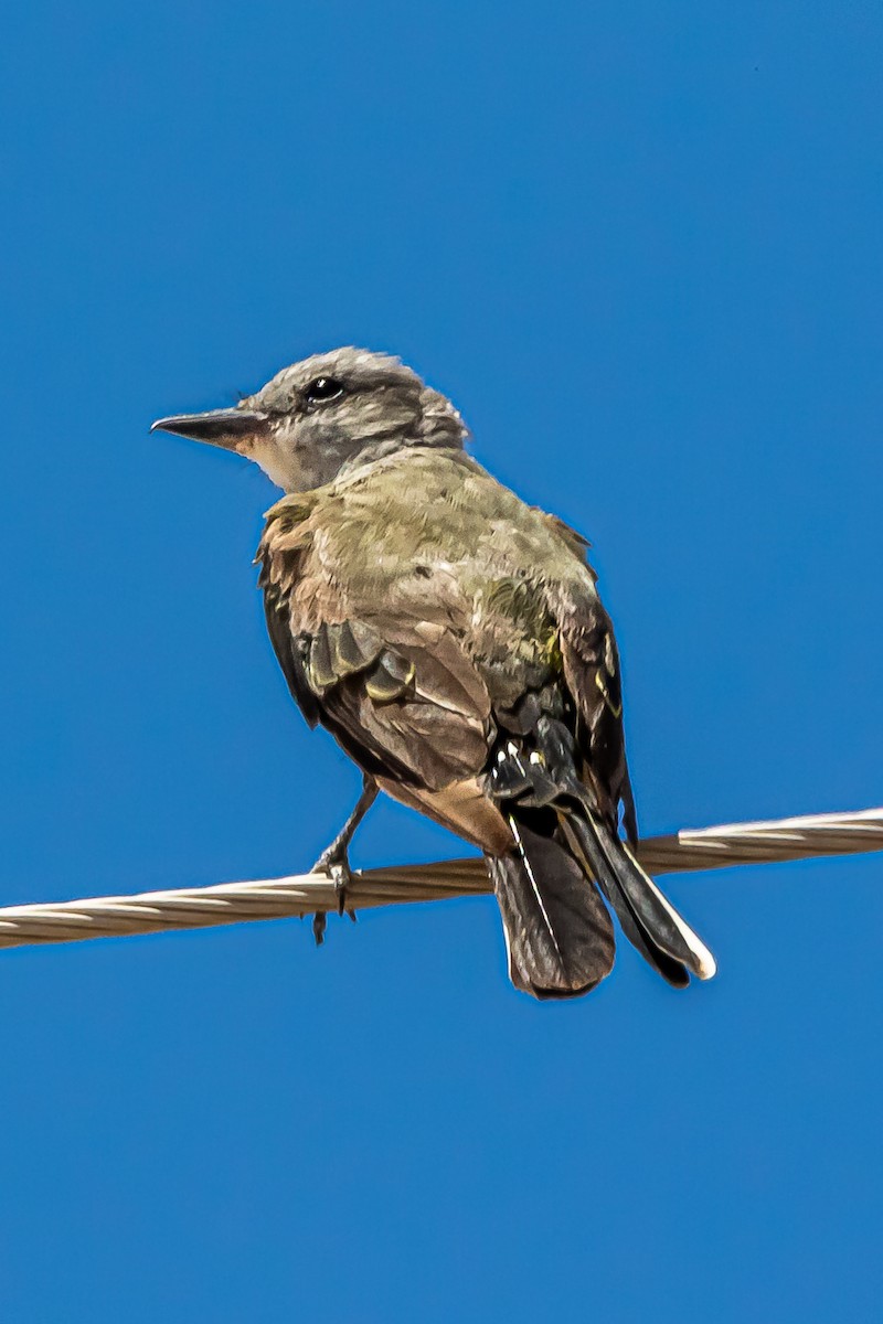 Western Kingbird - ML627973678