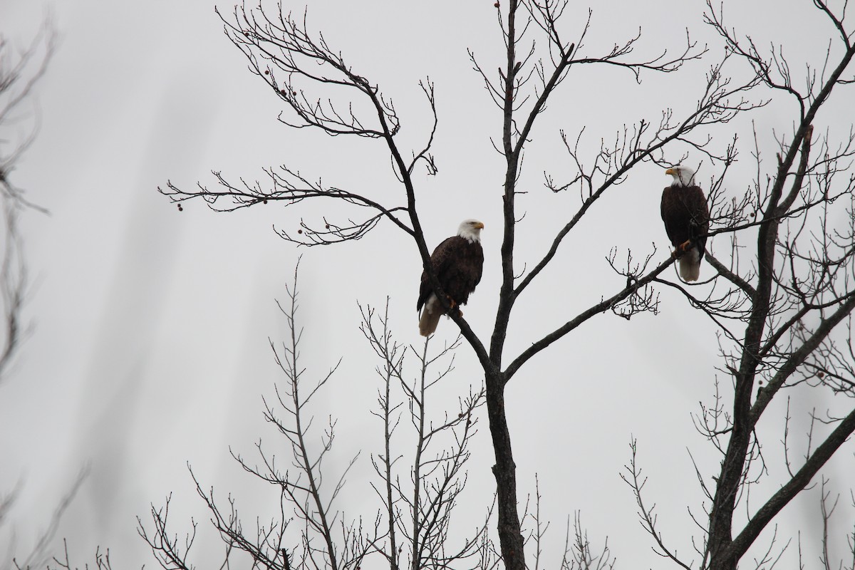 Bald Eagle - ML627973690