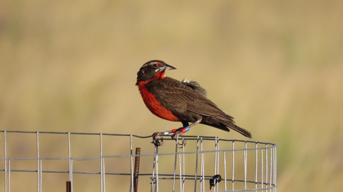 Pampas Meadowlark - ML627973698